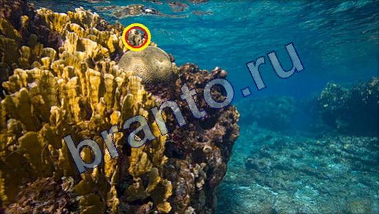 игра в одноклассниках Где же кот ответы Уровень 2350