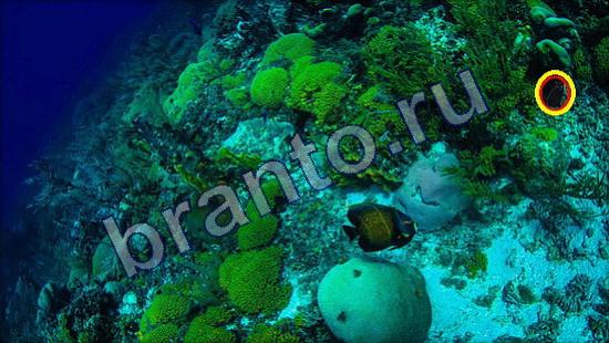 Где же кот помощь в картинках Уровень 2351