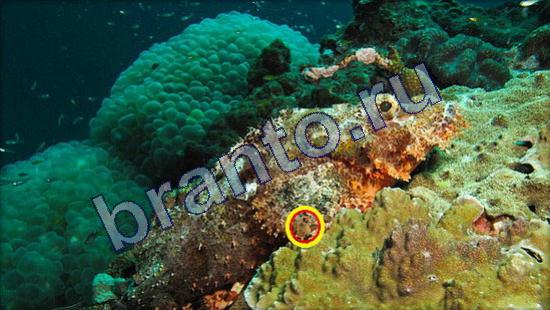 ответы на игру Где же кот в скриншотах Уровень 2352