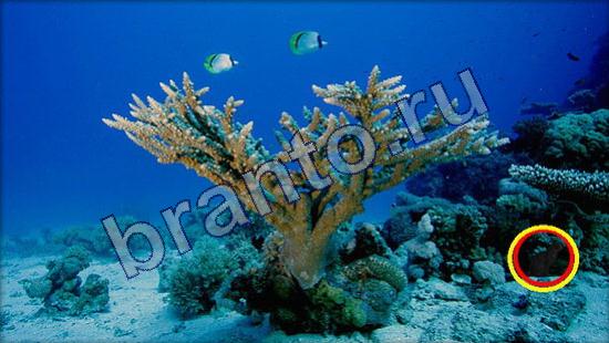 Где же кот ответы на новые задания Уровень 2353