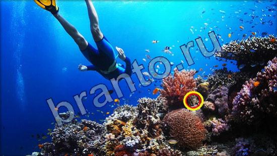 ответы на игру Где же кот Уровень 2354