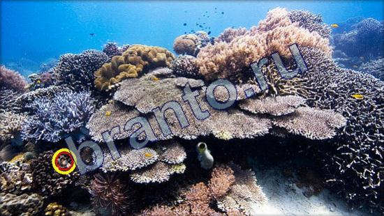 решения на игру Где же кот Уровень 2355