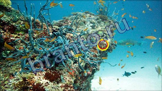 ответы на игру Где же кот Уровень 2356