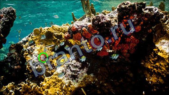 ответы в картинках на игру Где же кот Уровень 2357