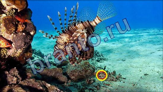 помощь на игру Где же кот Уровень 2358