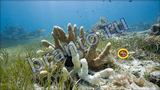 Где же кот ответы в одноклассниках Уровень 2359