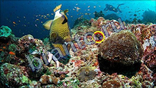 Где же кот игра ответы Уровень 2360