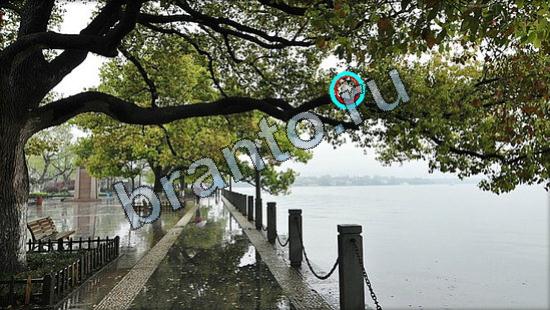 ответы Где же кот Уровень 2625