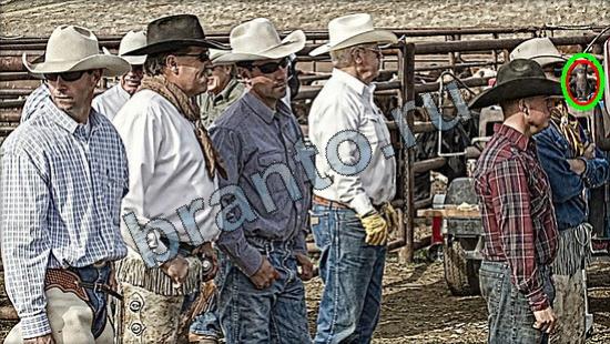 Решения на игру Где же кот Уровень 2923