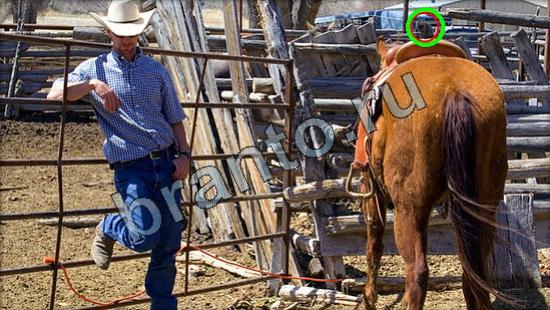 Помощь на игру Где же кот Уровень 2924