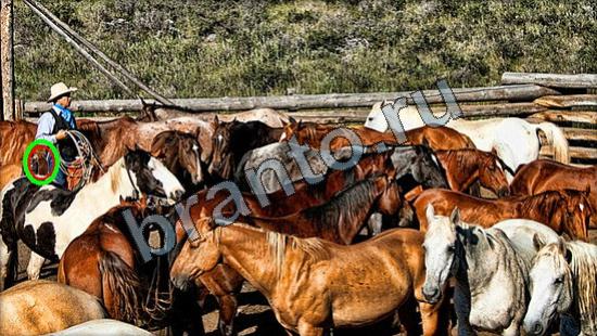 ответы на игру в одноклассниках Где же кот Уровень 2926