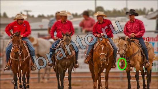 Где же кот? помощь Уровень 2930