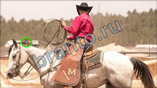 решебник на игру Где же кот Уровень 2931