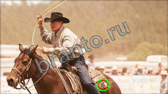 Где же кот? решения Уровень 2932