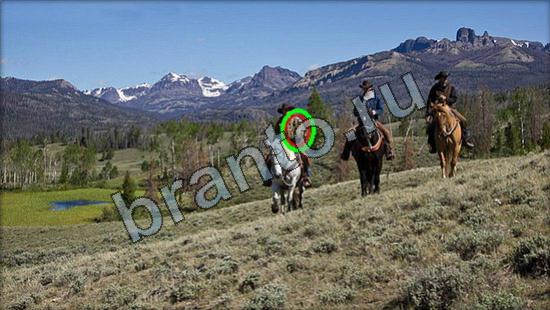 Где же кот игра помощь Уровень 2935