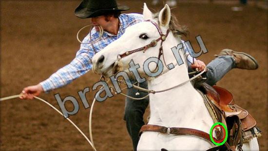 Игра Где же кот подсказки Уровень 2938