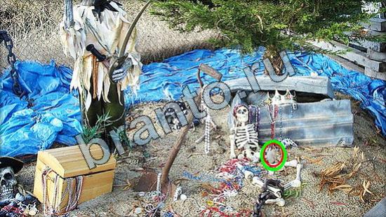 Где же кот игра ответы Уровень 2949