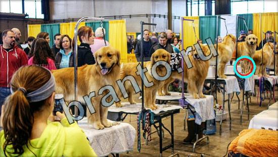 прохождение на игру Где же кот Уровень 3061