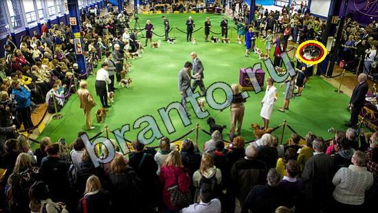 Где же кот прохождение игры Уровень 3062