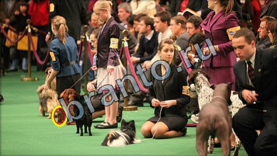 ответы на игру Где же кот в одноклассниках Уровень 3063