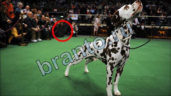 Прохождение игры Где же кот Уровень 3064