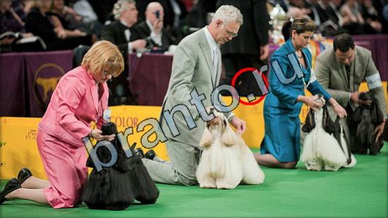 ответы Где же кот Уровень 3065