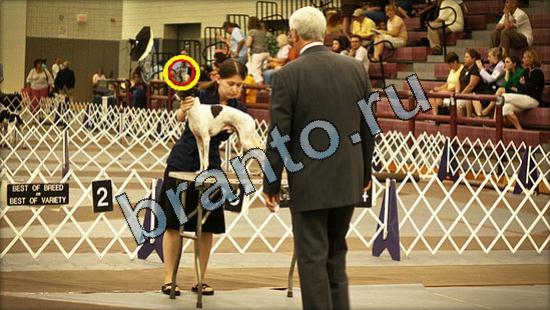 ответы Где же кот? в одноклассниках Уровень 3066