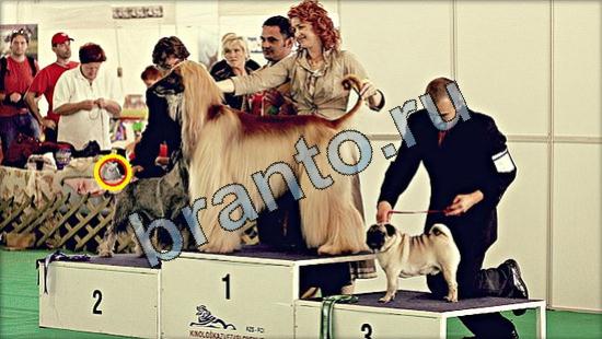 ответы для игры Где же кот Уровень 3067