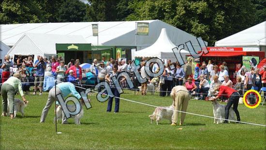решения для игры Где же кот Уровень 3068