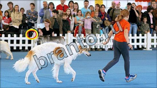 Где же кот игра ответы Уровень 3069