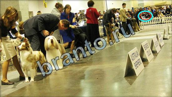 Где же кот помощь в картинках Уровень 3071