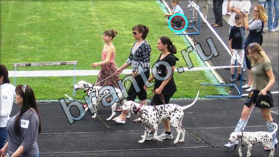 ответы на игру Где же кот в скриншотах Уровень 3072