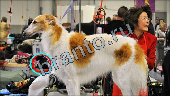 Где же кот ответы на новые задания Уровень 3073