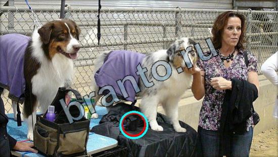 ответы на игру Где же кот Уровень 3074