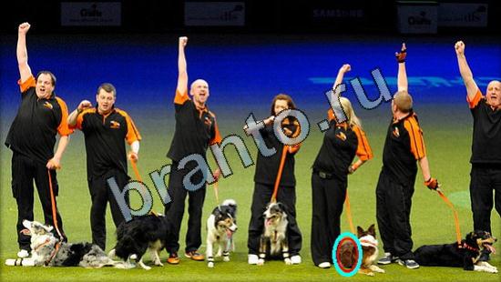 решения на игру Где же кот Уровень 3075