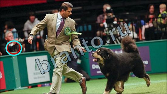 ответы на игру Где же кот Уровень 3076