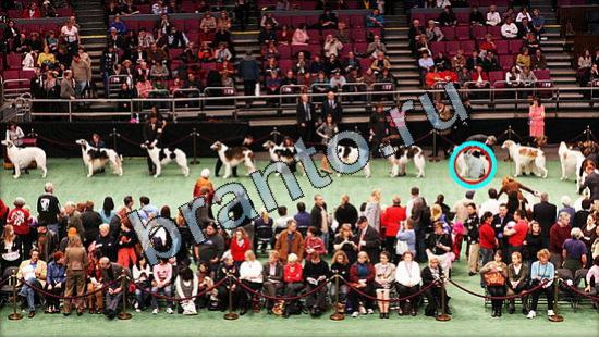 ответы в картинках на игру Где же кот Уровень 3077