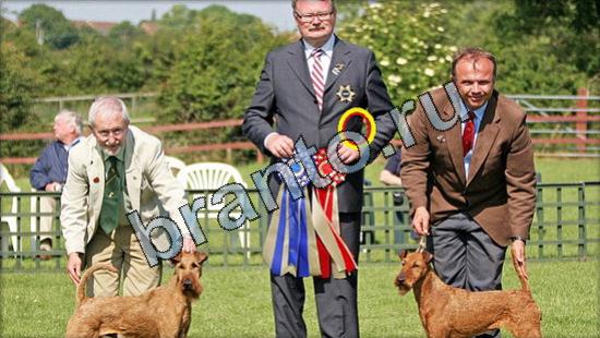 Где же кот ответы в одноклассниках Уровень 3079