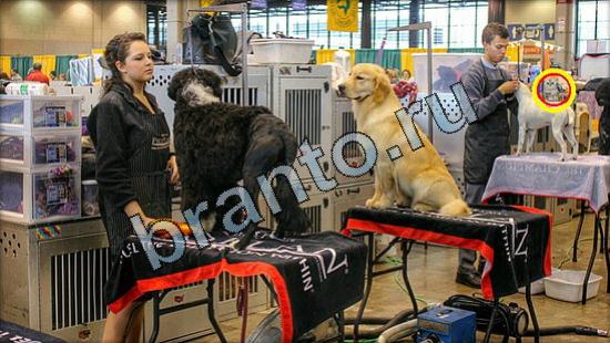 Где же кот игра ответы Уровень 3080