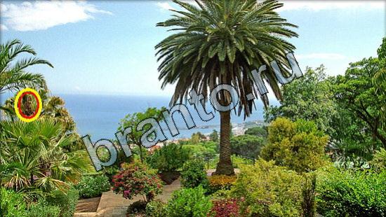 ответы Где же кот? в одноклассниках Уровень 3106