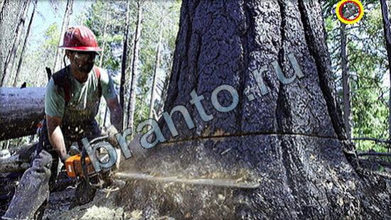 Где же кот прохождение игры Уровень 3182