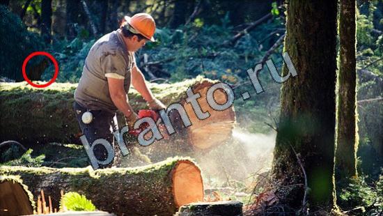 ответы на игру Где же кот в одноклассниках Уровень 3183