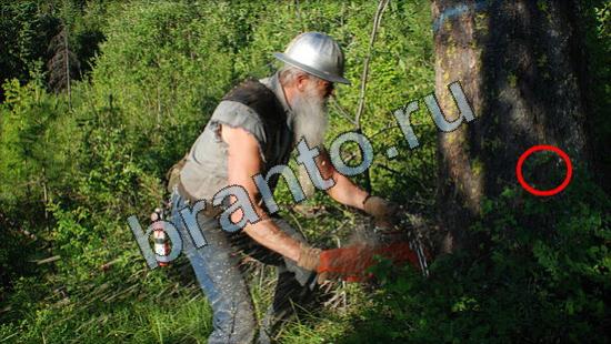 ответы Где же кот Уровень 3185