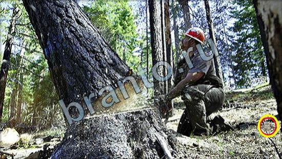 Где же кот помощь в картинках Уровень 3191