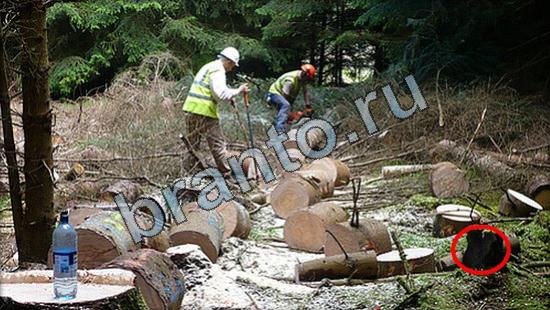 Где же кот ответы на новые задания Уровень 3193