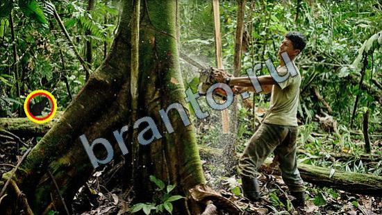 решения на игру Где же кот Уровень 3195