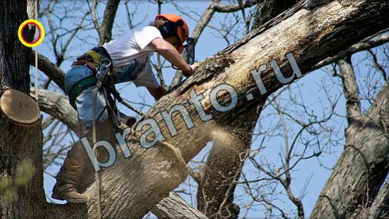 Где же ты кот ответы в одноклассниках Уровень 3199