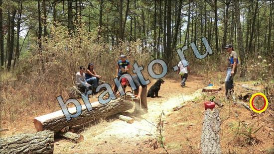 Где же кот игра ответы Уровень 3200