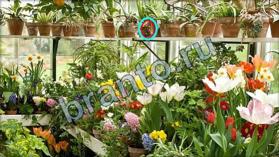 Где же кот прохождение игры Уровень 3222