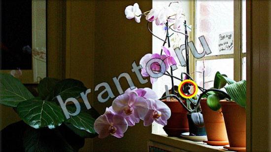 ответы на игру Где же кот в одноклассниках Уровень 3223